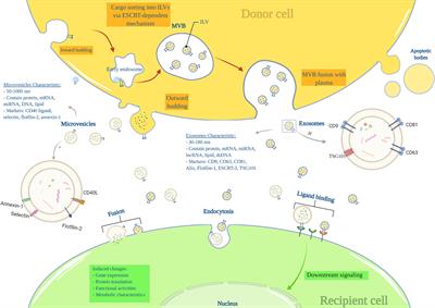 Extracellular Vesicle Therapy for Type 1 Diabetes